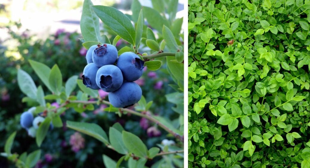 Ось що роблять з лохиною на Київщині: 3 секретні кроки осіннього догляду – це ключ до врожаю 