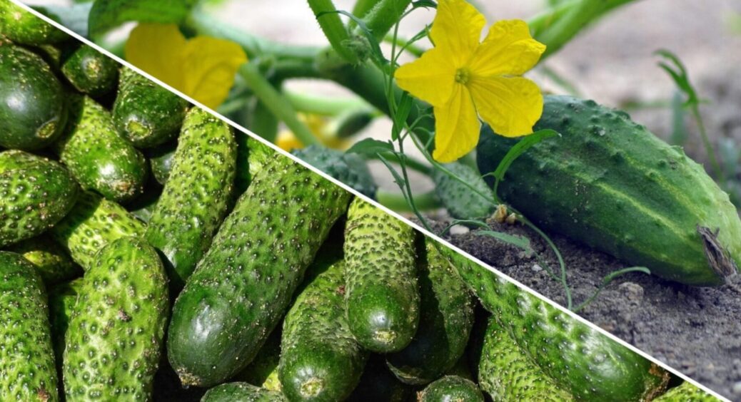 1 інгредієнт до лунки – і огірки “пруть” один за одним: що додати в ґрунт під час посадки 