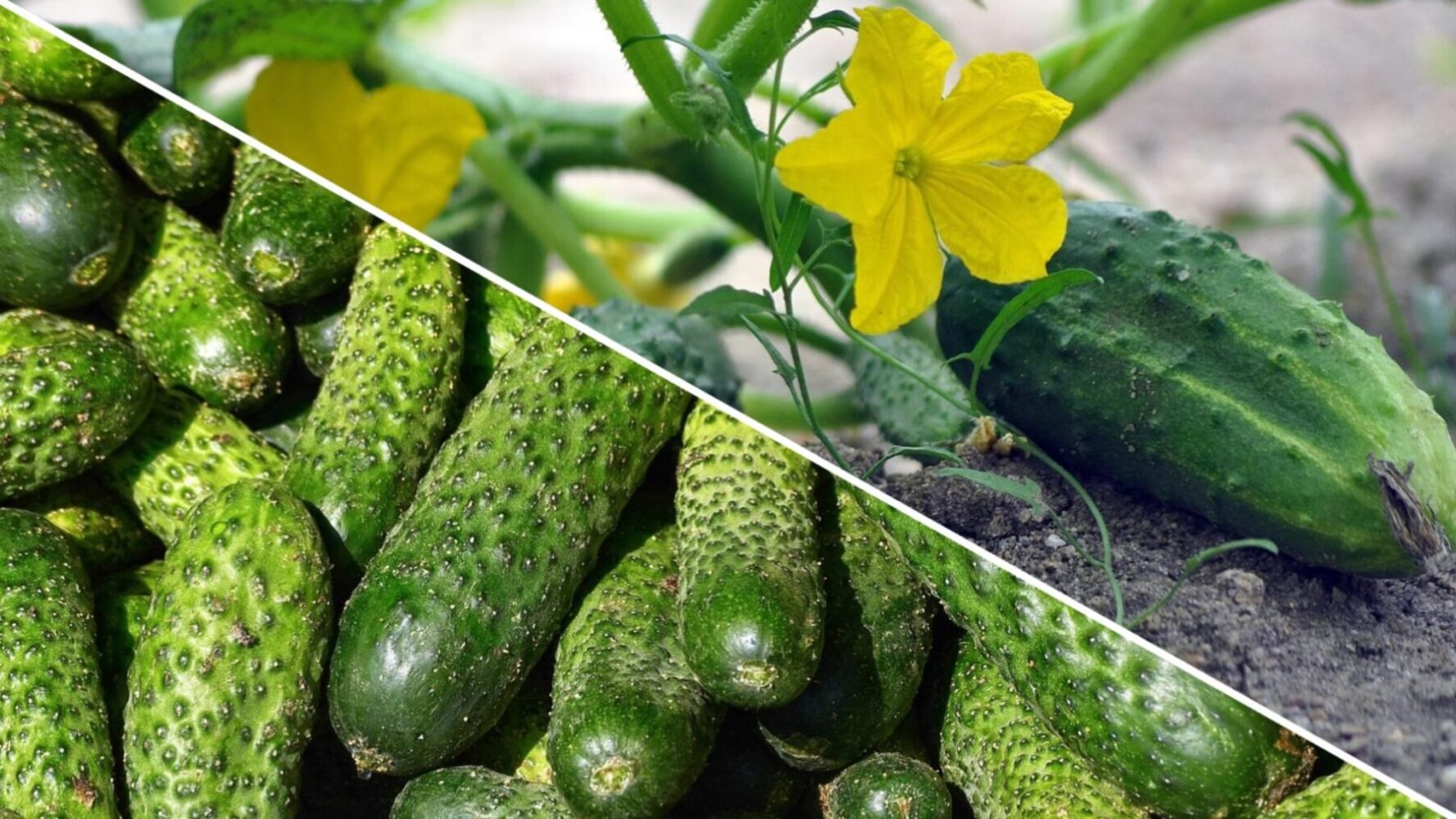Городники розповіли, що покласти до лунки під час садіння огірків в 2025