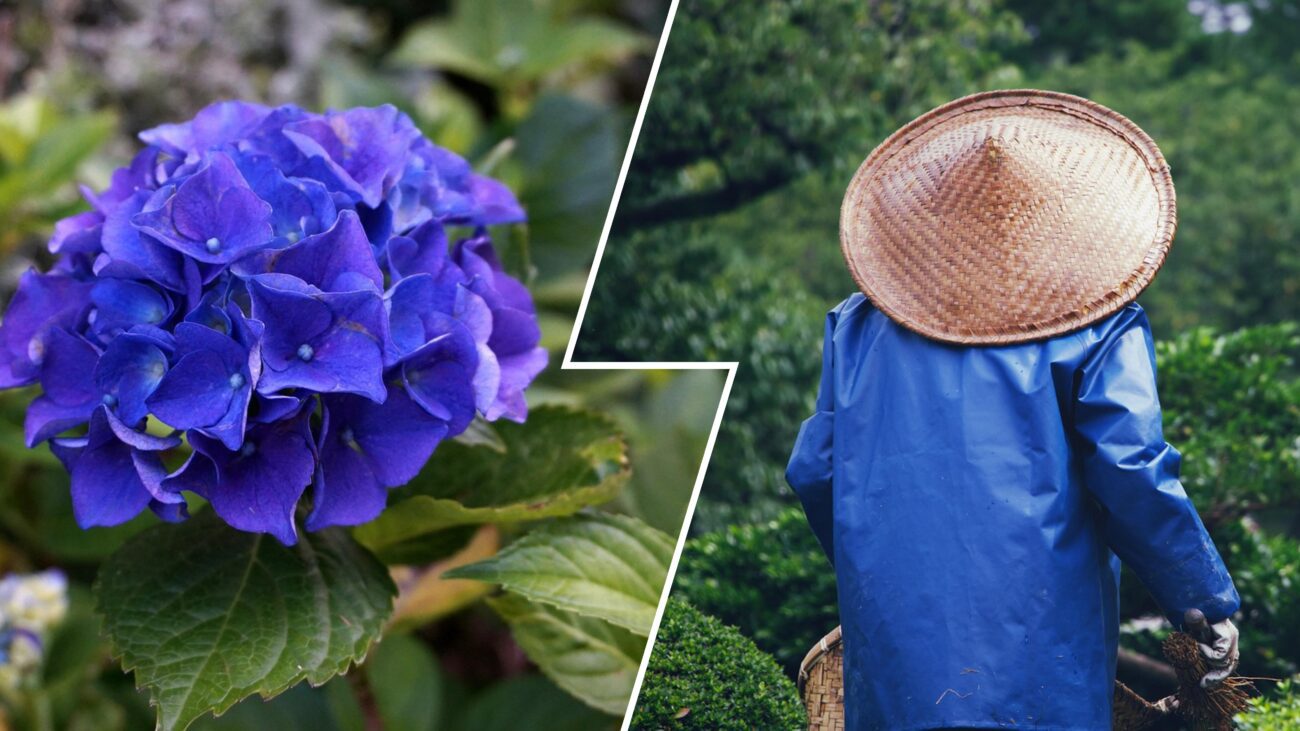 Садівники розповіли, як самостійно розмножити гортензію