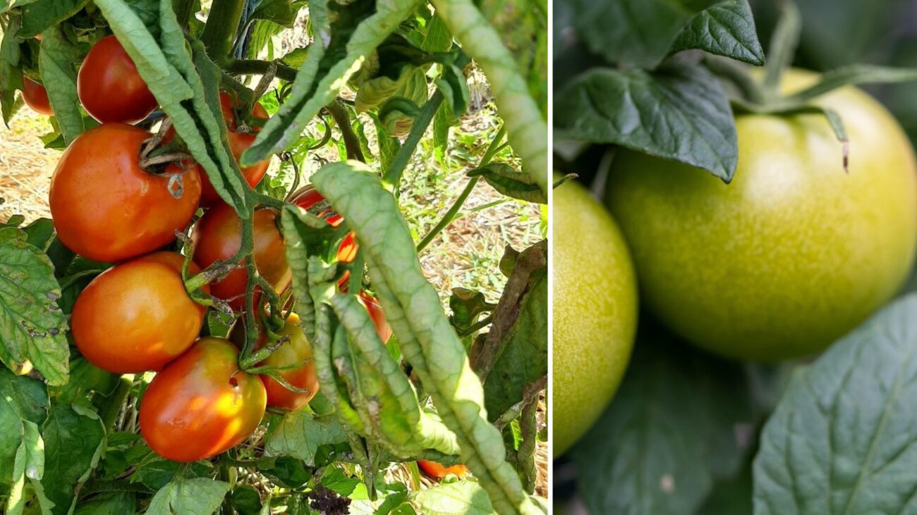 Дачники розсекретили дієве добриво для розсади томатів перед висадкою в ґрунт