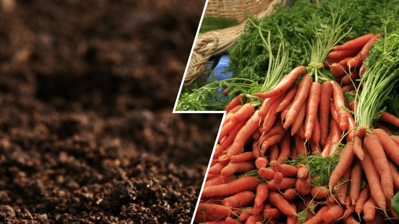 Дачники розсекретили овоч, який заборонено висаджувати на городі