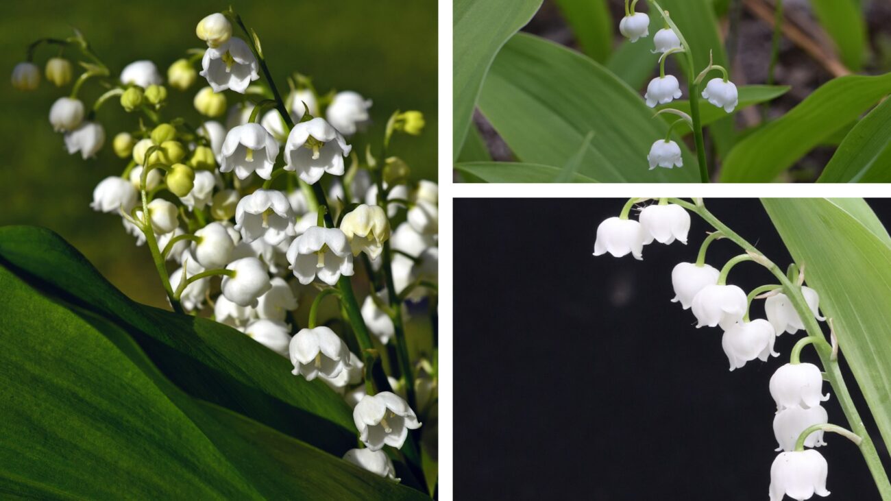 Чому не можна висаджувати конвалію на клумбі