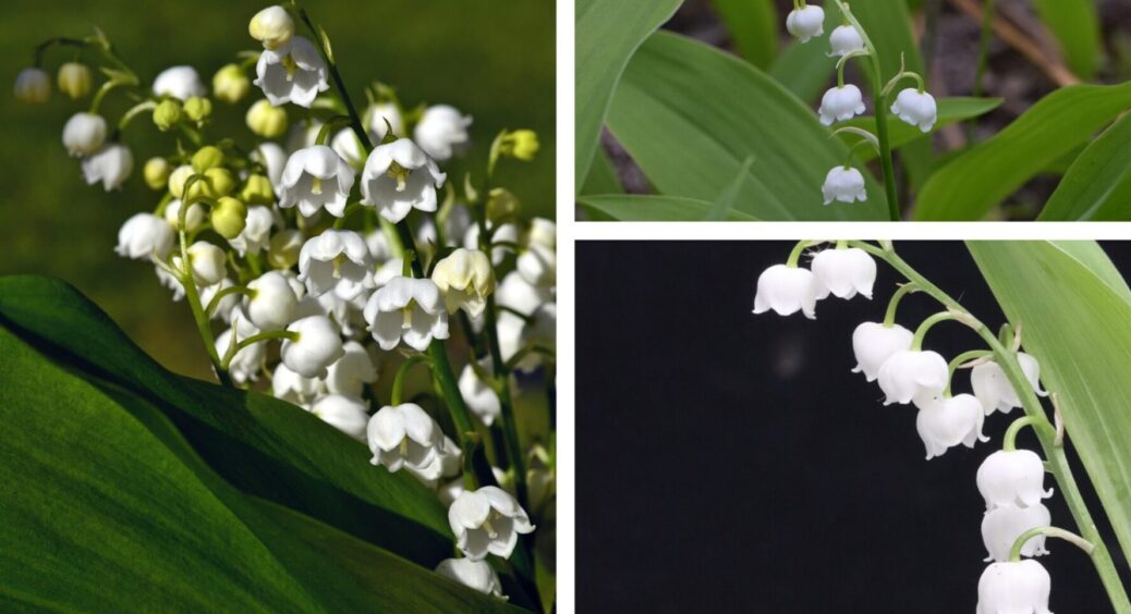 Дуже гарно, а чи безпечно? Конвалії милують око білими квіточками, а от аромат підступний 