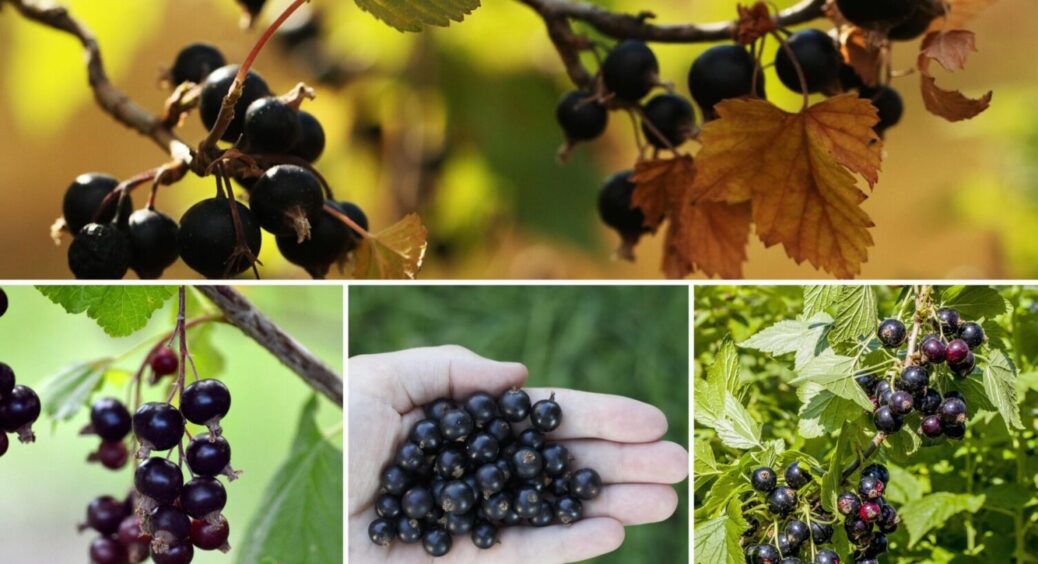 На Львівщині смородину поливають не водою, а цією настоянкою: ягоди – розміром з куряче яйце 