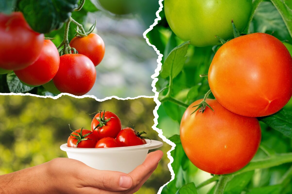 Агрономи назвали три сорти томатів, які стійкі до фітофтори та інших захворювань