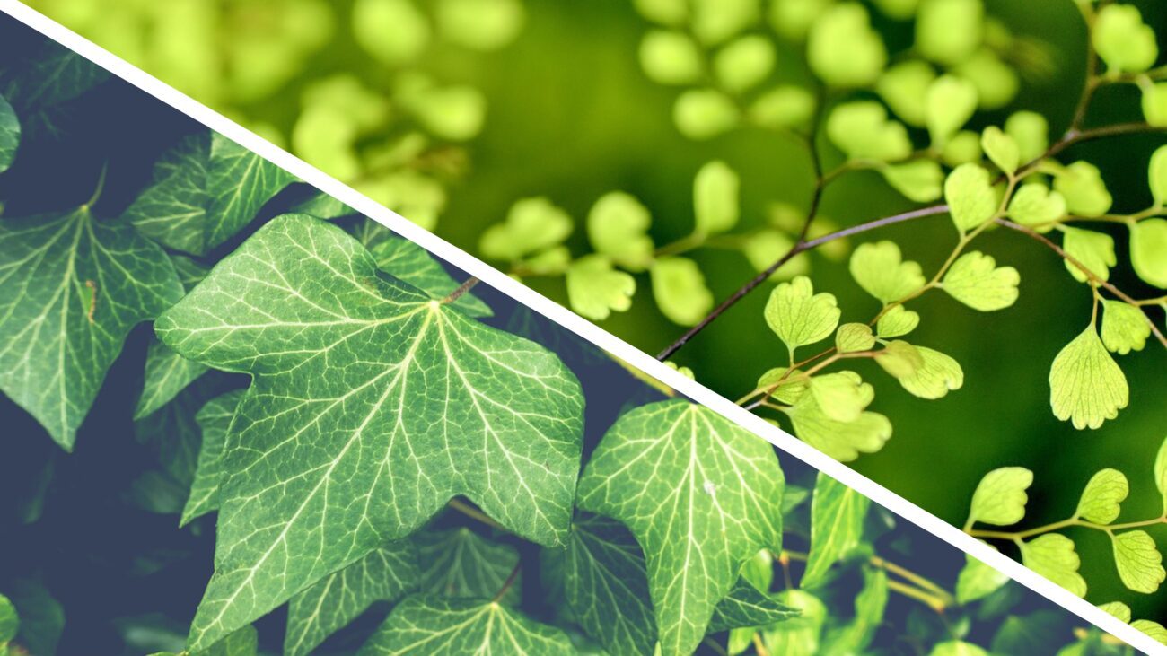 Садівники розсекретили пʼять отруйних рослин, які краще не вирощувати в саду