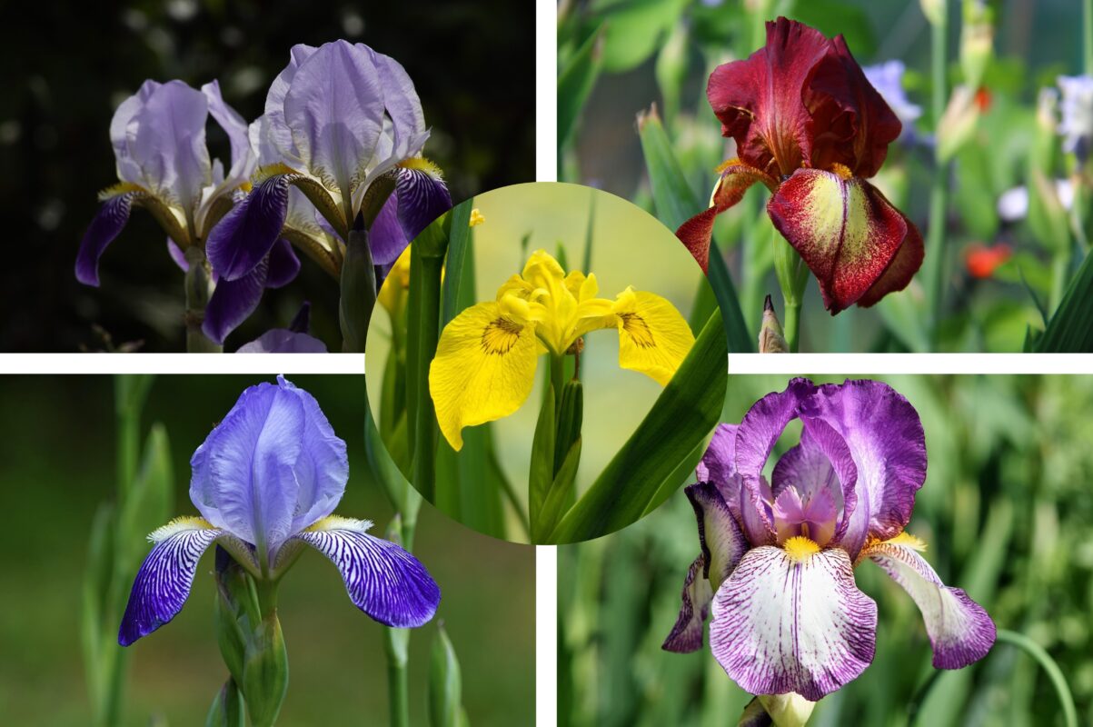 Квітникарі роповіли, як продовжити цвітіння ірисів в саду