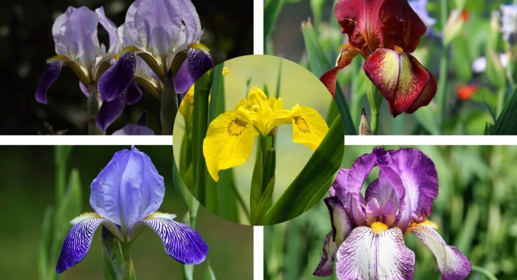 Так іриси вирощують на Харківщині: цвітуть тижнями, не припиняючи – ось в чому секрет 