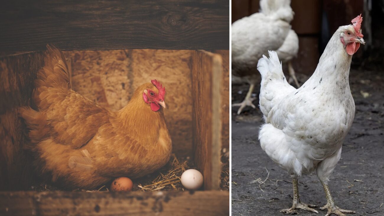 Експерти розповіли, чим не можна годувати курей, бо не будуть нести яйця