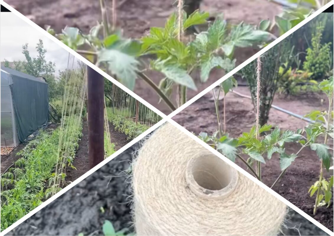 Садівники пояснили, як слід підв'язувати помідори в 2025 році