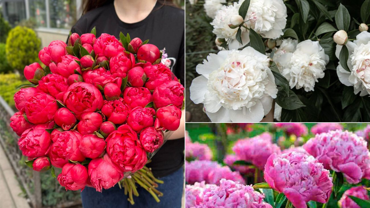 Квітникар розповів, чим підживити півонії у жовтні