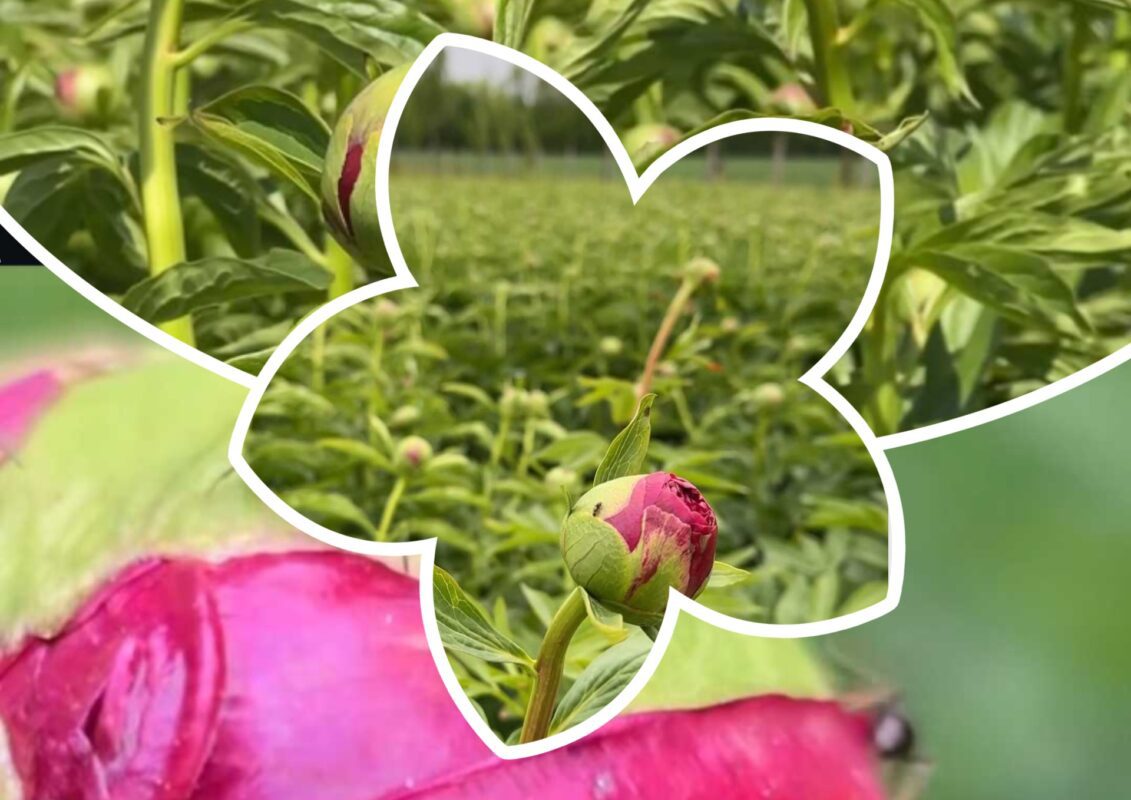 Садівники пояснили, чому з бутонів півоній в жодному разі не варто прибирати мурах