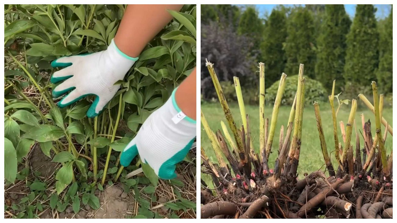 Садівники пояснили, чому у багатьох городників півонії не розцвіли в 2025 році