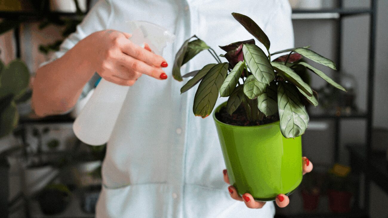 Ізраїльські вчені заявили, що рослини вміють видавати звуки