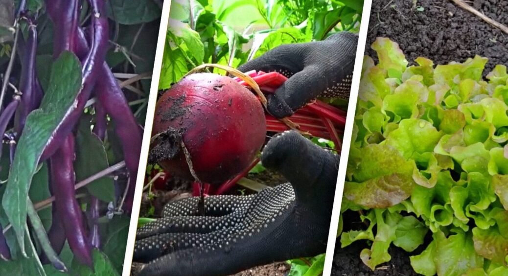 Гарно ростуть майже без сонця та дають гарний врожай: 6 культур, які можна саджати в тіні 