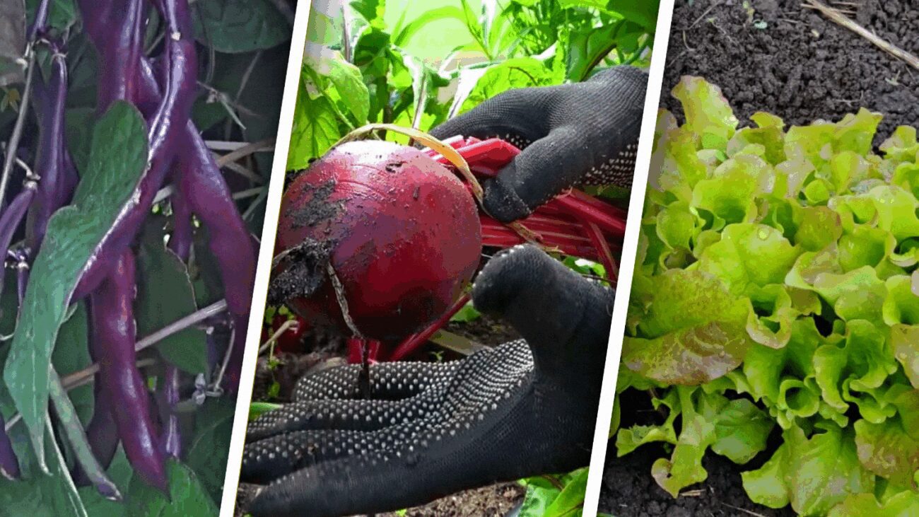 Агрономи назвали 6 культур, які добре ростуть у тіні