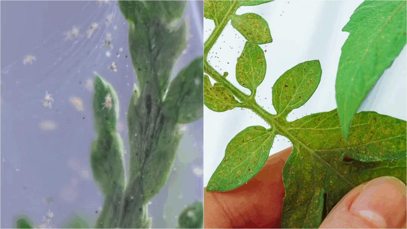 Квітникарі пояснили, як позбутися павутинного кліща в кімнатних рослинах