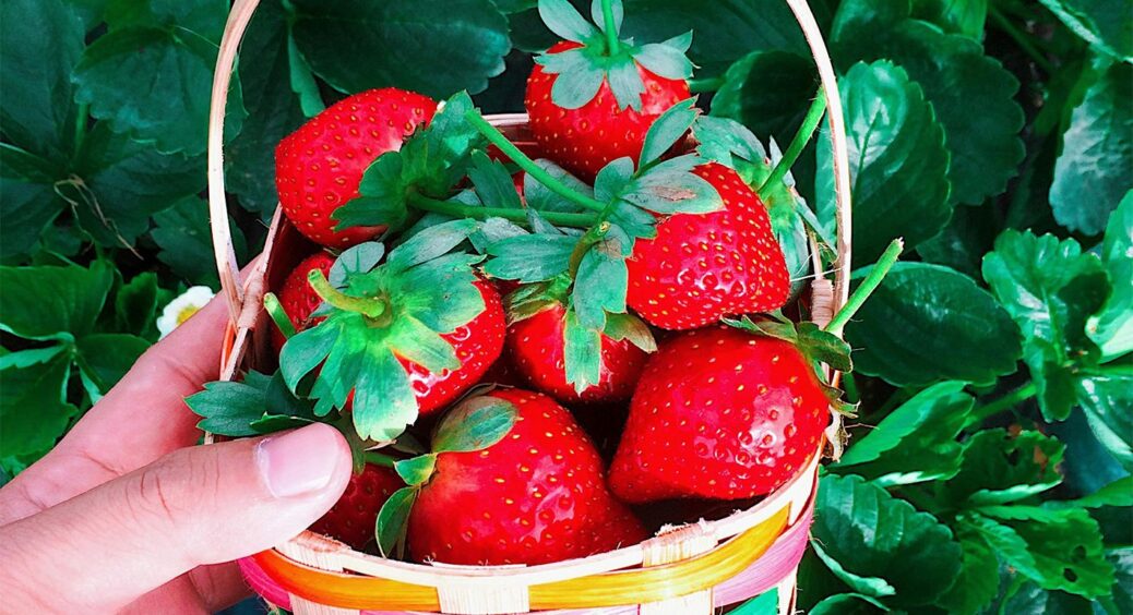 Коли інші скаржаться на врожай полуниці, у них повні кошики – секрет з Тернопільщини 