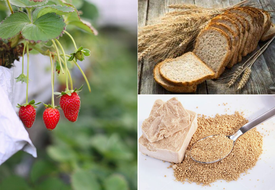 Чим підживити квітучу полуницю у травні