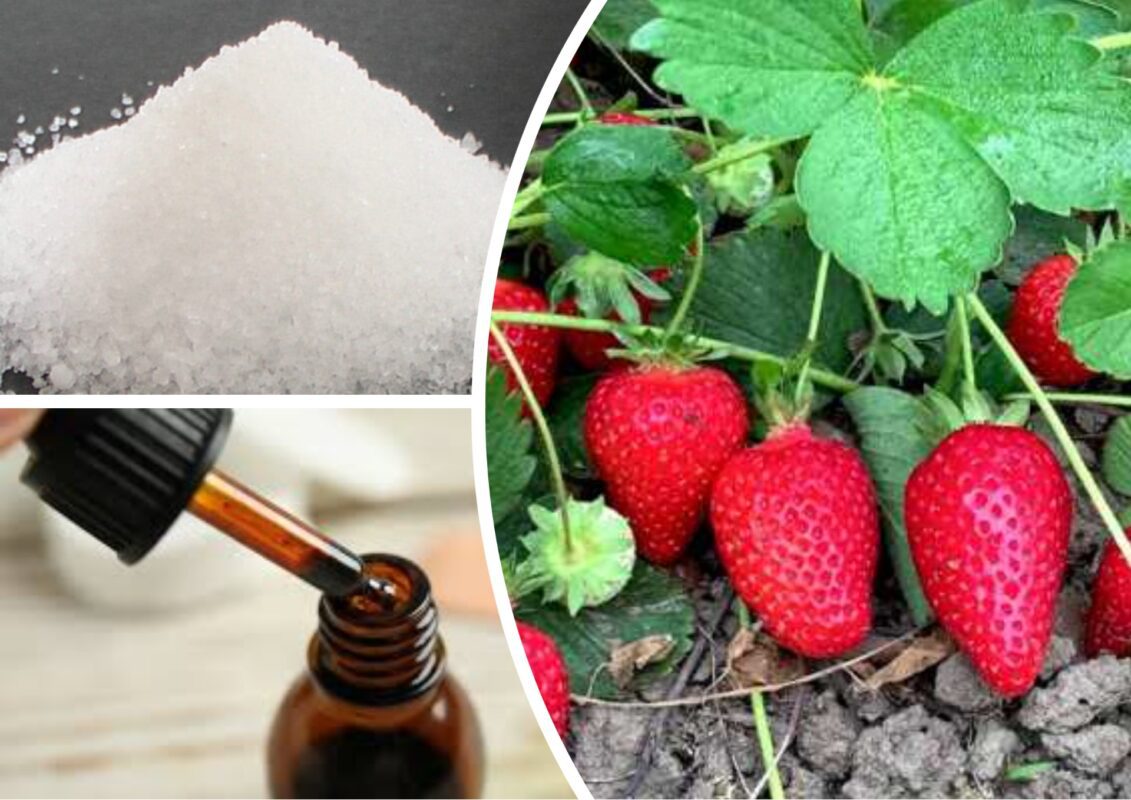 Як підживити полуницю йодом та борною кислотою