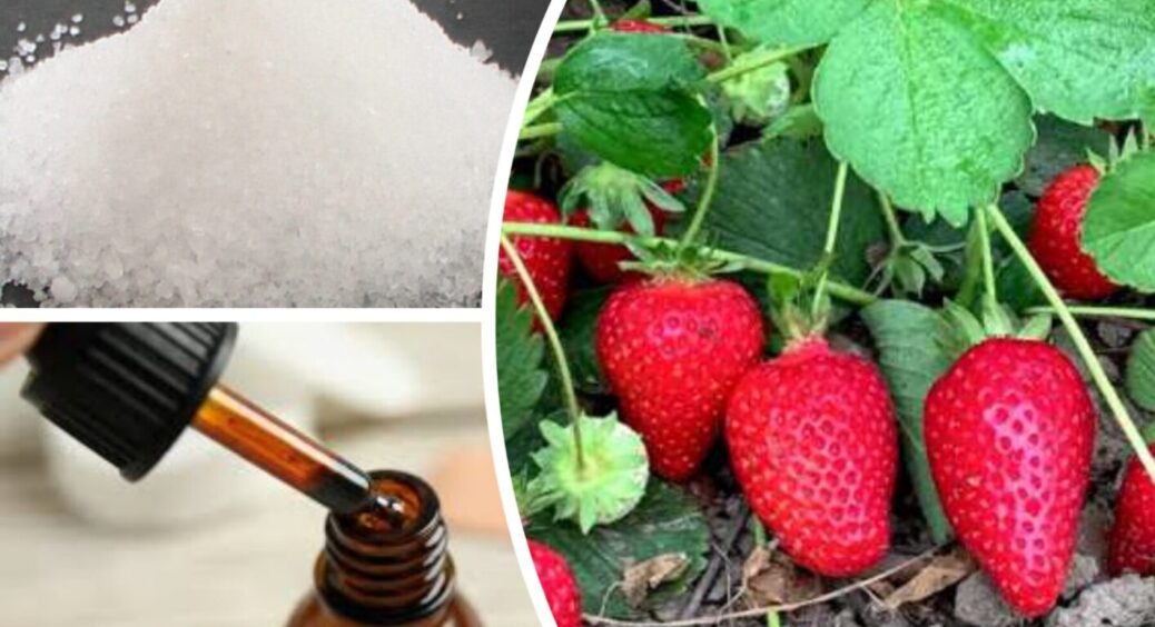 10 крапель на 10 л – і врожайність полуниці “зашкалює”: що додати у воду для поливу 