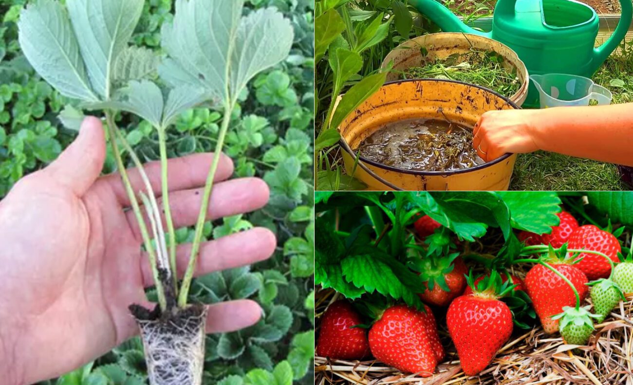 Чим підживити полуницю з пожовтілим листям