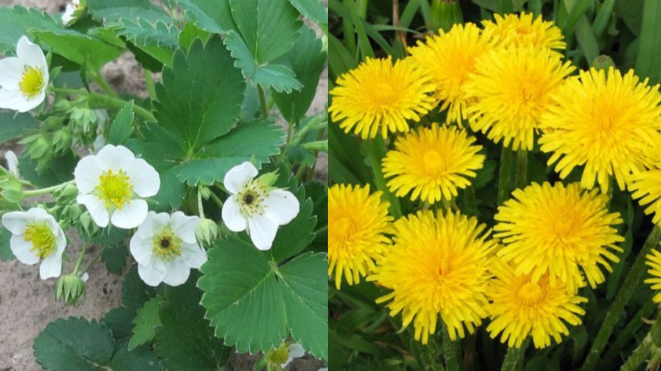 Як підживити квітучу полуницю листям кульбаби