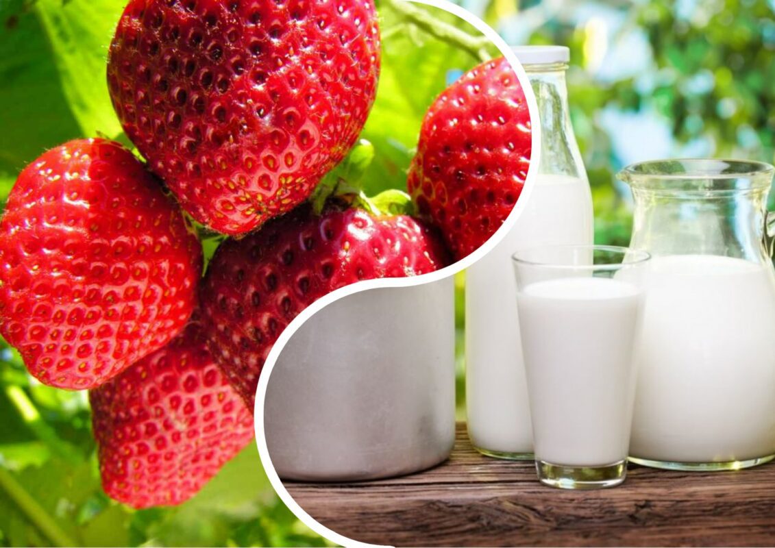 Городник розповів, як зробити ефективне добриво з молока