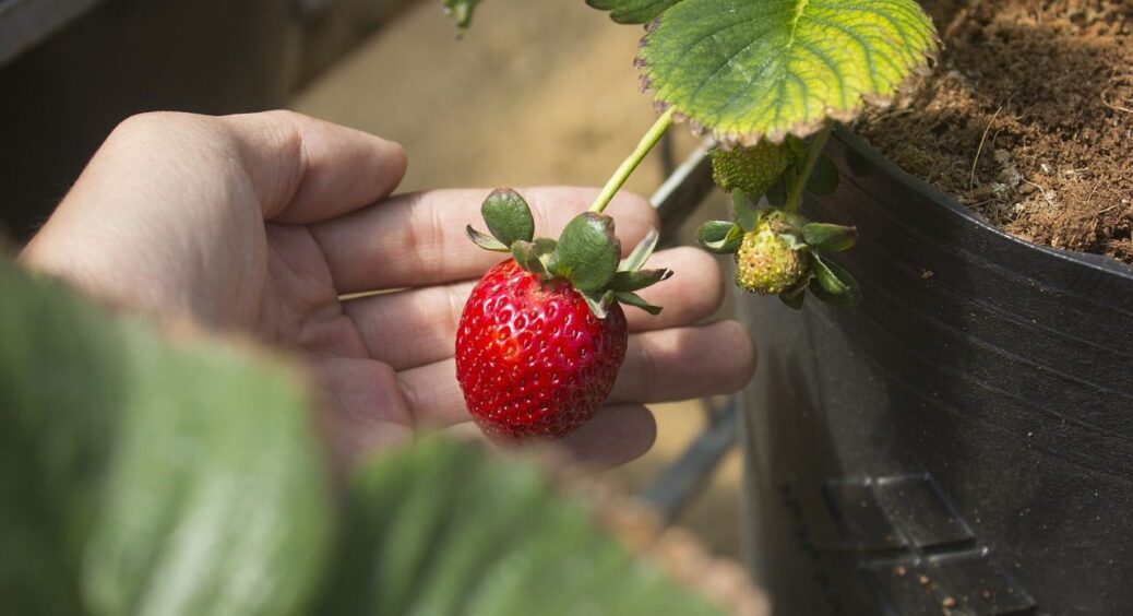 Для чого збирати листя полуниці: чай, що зігріватиме душу та серце весь 2025-й рік 