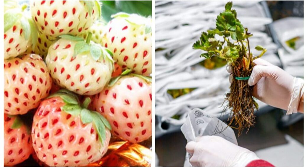 5 штук цього насіння коштує 178 гривень: надзвичайно дорогий і унікальний сорт полуниці 