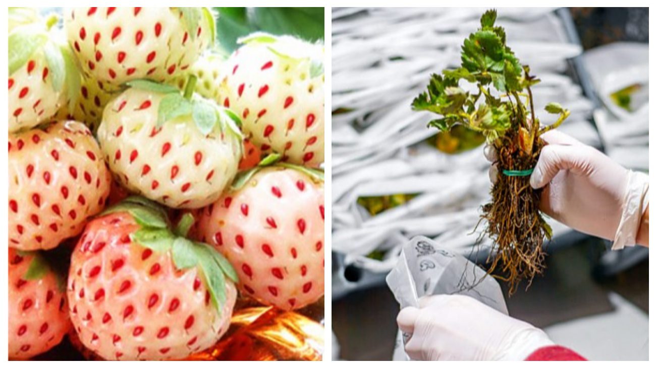 Садівники пояснили, який унікальний сорт полуниці добре росте в Україні