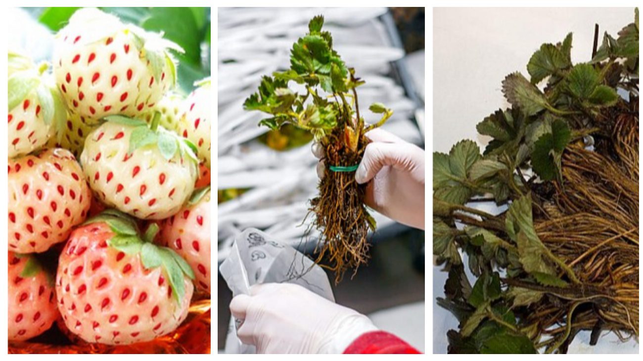 Садівники пояснили, який унікальний сорт полуниці добре росте в Україні 