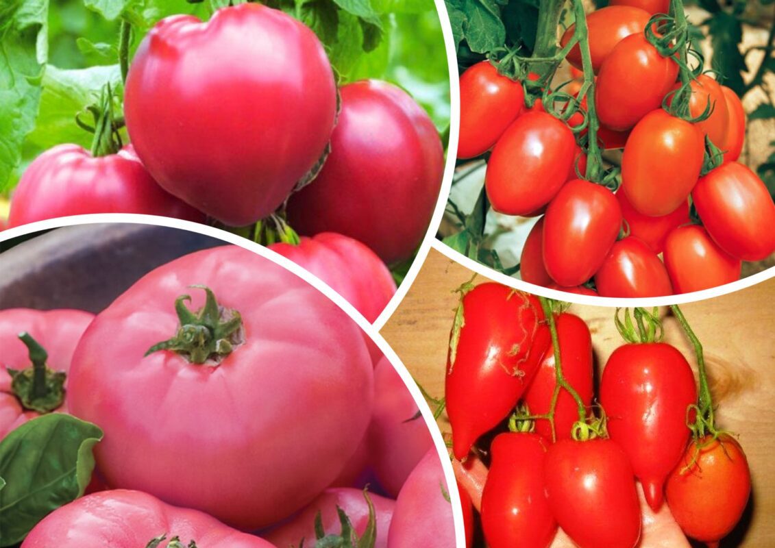 Найстійкіші до хвороб сорти помідорів