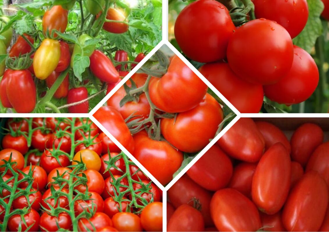 Сорти помідорів, що не розтріскуються