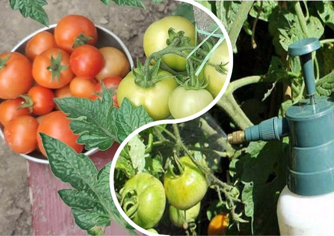 В яку пори доби підживлювати помідори