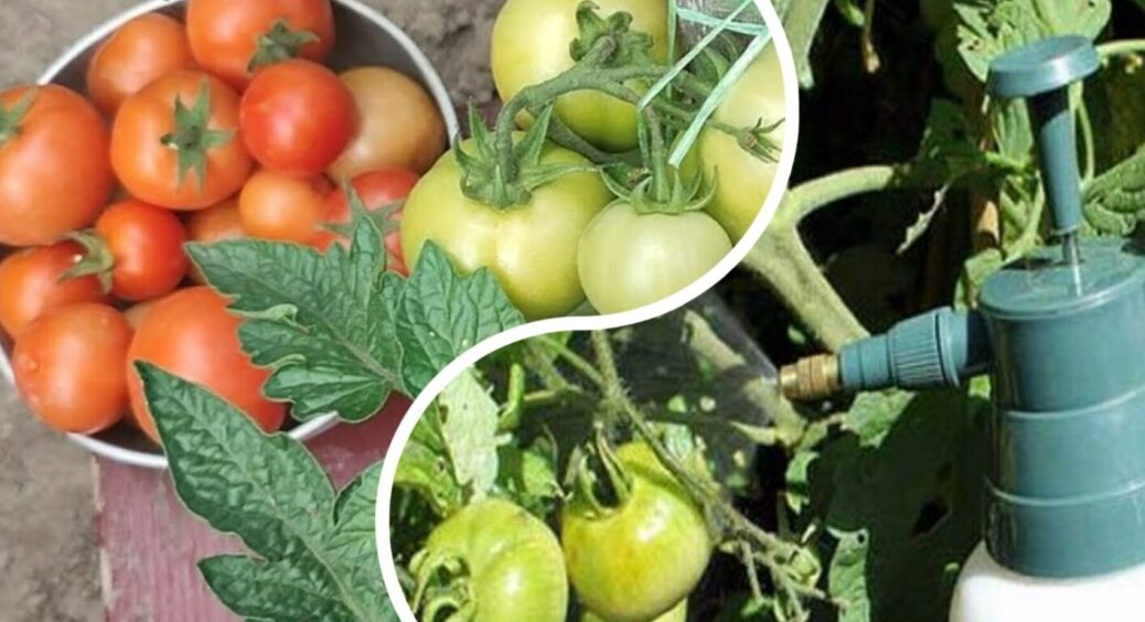 Не удобрюйте грядки зранку: закладаємо рекордний врожай помідорів на 2025-й рік 