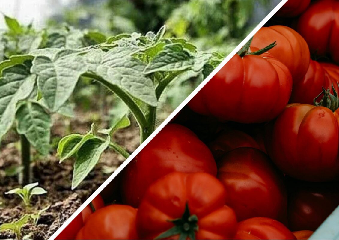 Експерт розповів, які 5 сортів томатів варто виростити у себе вдома