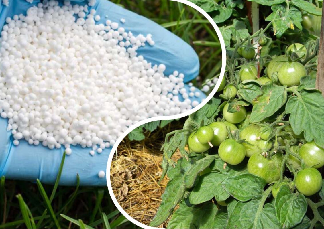 Якою селітрою підживлювати томати, щоб був великий урожай