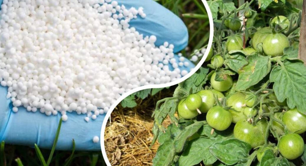 До 30 травня внесення селітри під томати – ключовий фактор стабільного плодоношення 