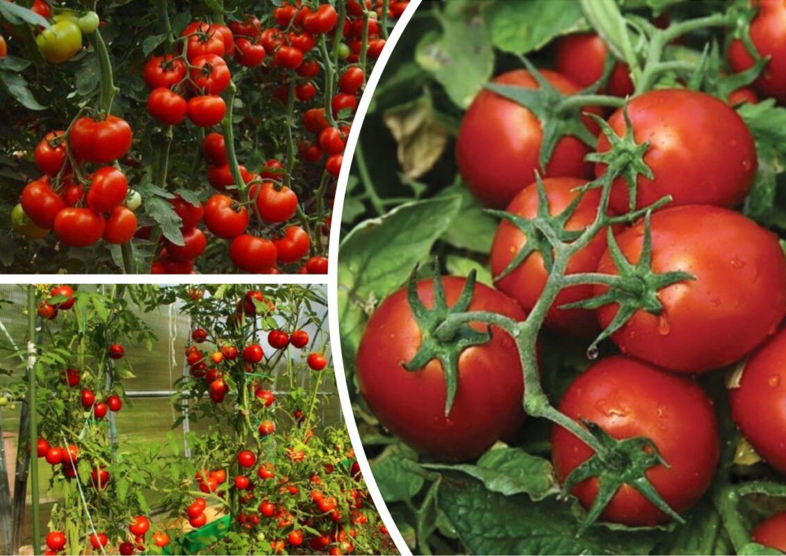 Різниця у сортах помідорів