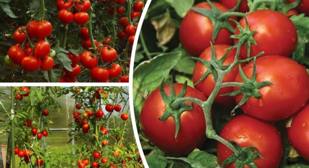 Не переплутайте – є “діти”, а є “індети”: обирайте сорти томатів зі знанням справи 