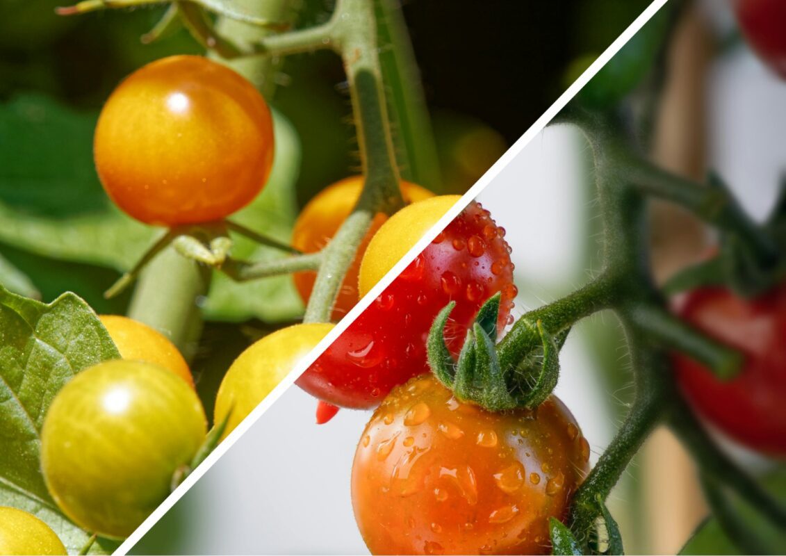 Садівники пояснили, чого не слід забувати під час висаджування помідорів