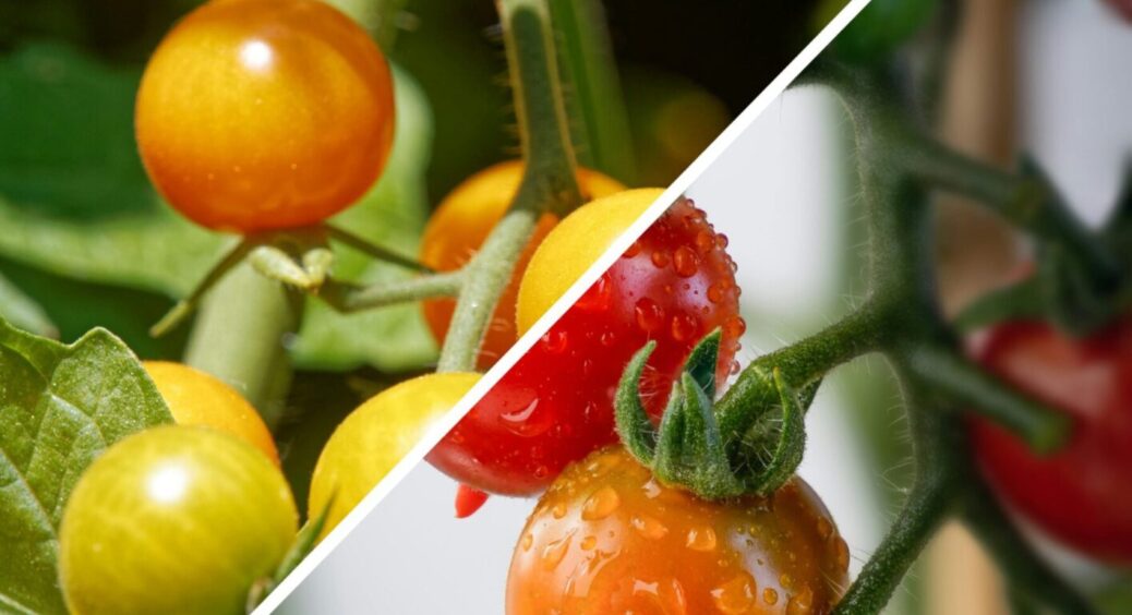 Томати посадили, але дещо забули: 2 дії, які треба зробити з помідорами – є час все виправити 