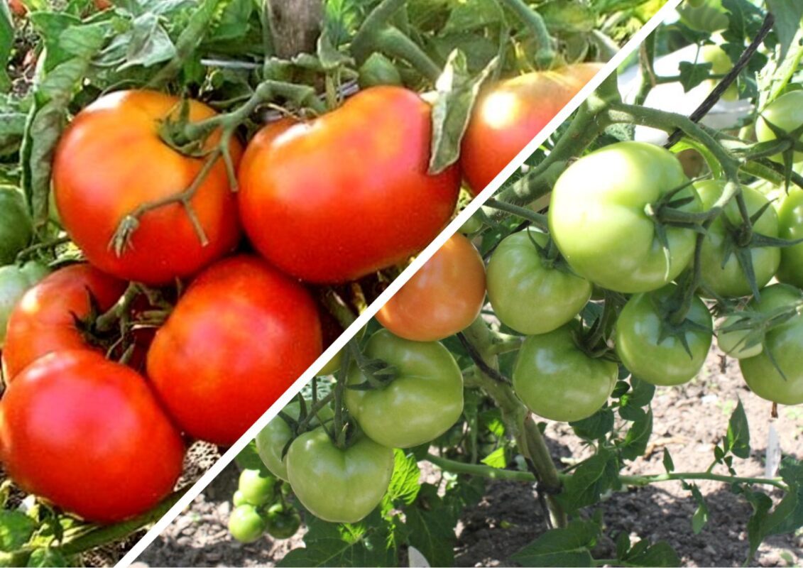 Як виростити великі помідори