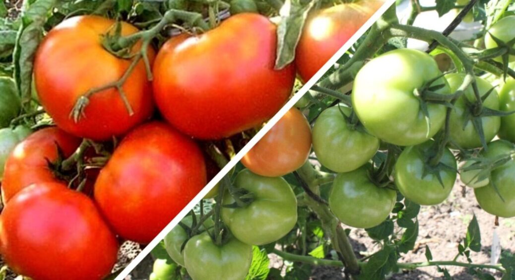 Не нітроамофоска: ось чим на Хмельниччині поливають помідори, щоб зібрати аж по 8 кг з куща 