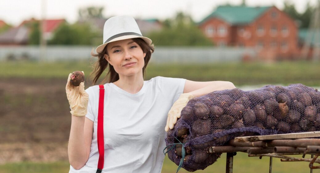 Встигніть підживити цим картоплю до цвітіння, і вона виросте величезною: 4 ефективні добрива 