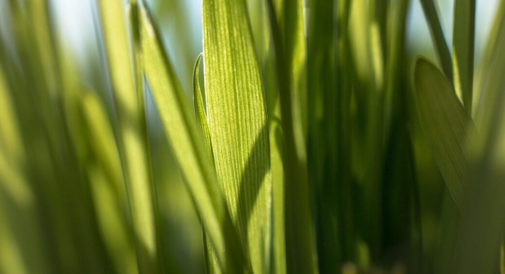 Як вивести пирій зі свого городу? 3 дієві методи, перевірені часом і нашими бабусями 