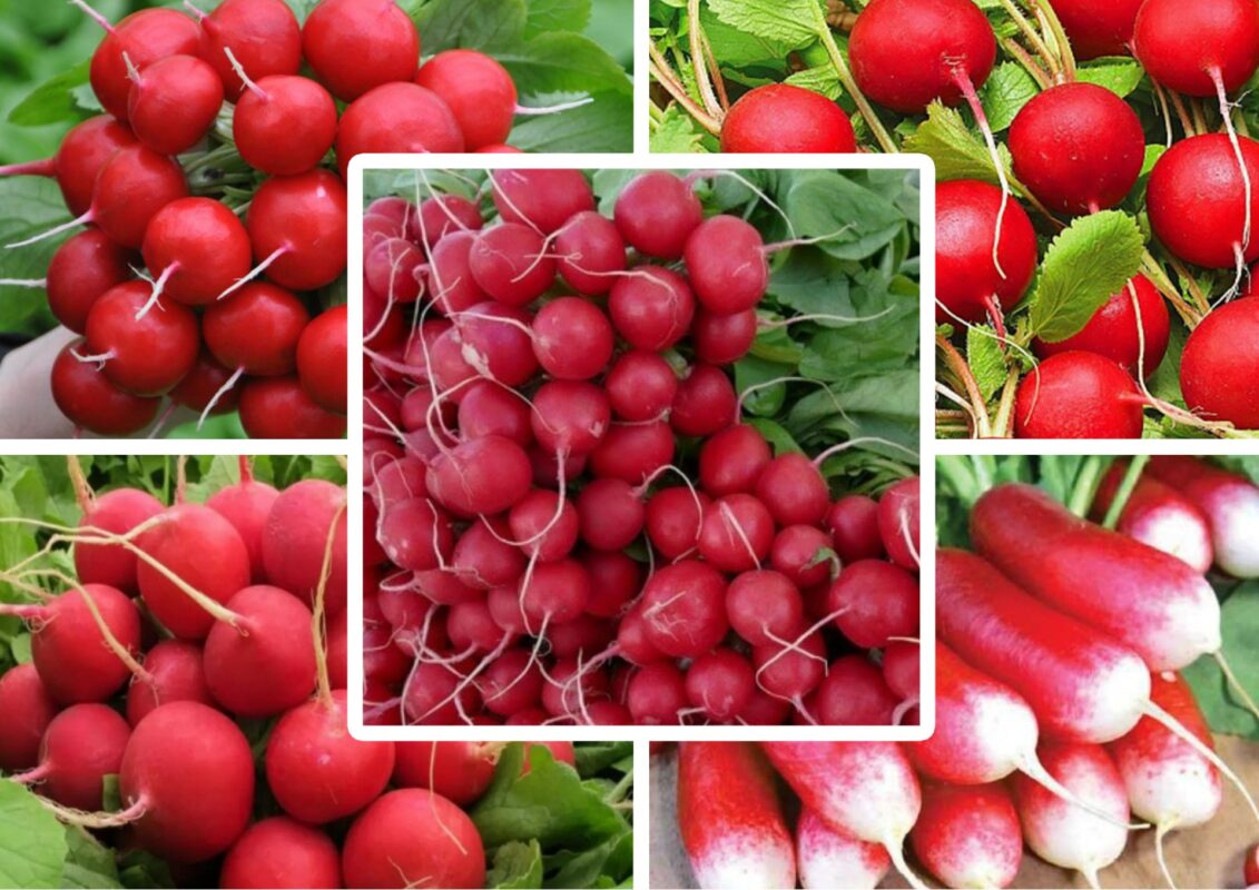 Агроном розповів, які сорти редиски можна висадити зараз