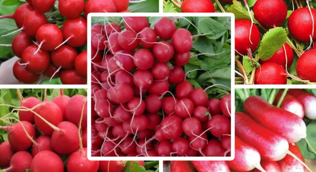 Висаджую ці 2 сорти редиски вже зараз: через 3 тижні буду мати свіжі соковиті салати 